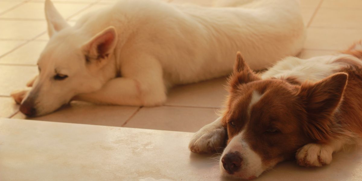 Insuficiência renal em cães sintomas e tratamento - sos peludos clinica veterinara 24hs em sao paulo