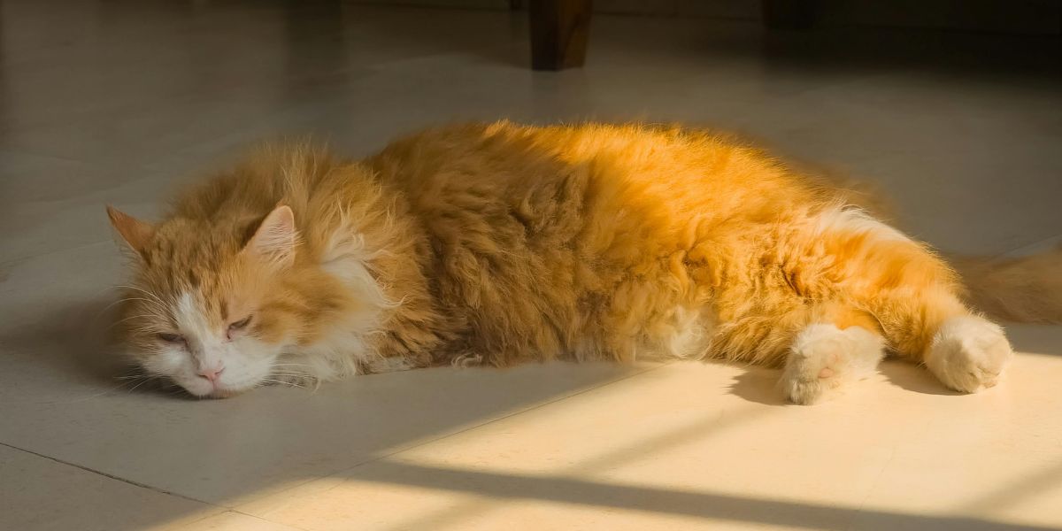 Peritonite infecciosa felina - sos peludos-clinica veterinaria 24hs em são paulo