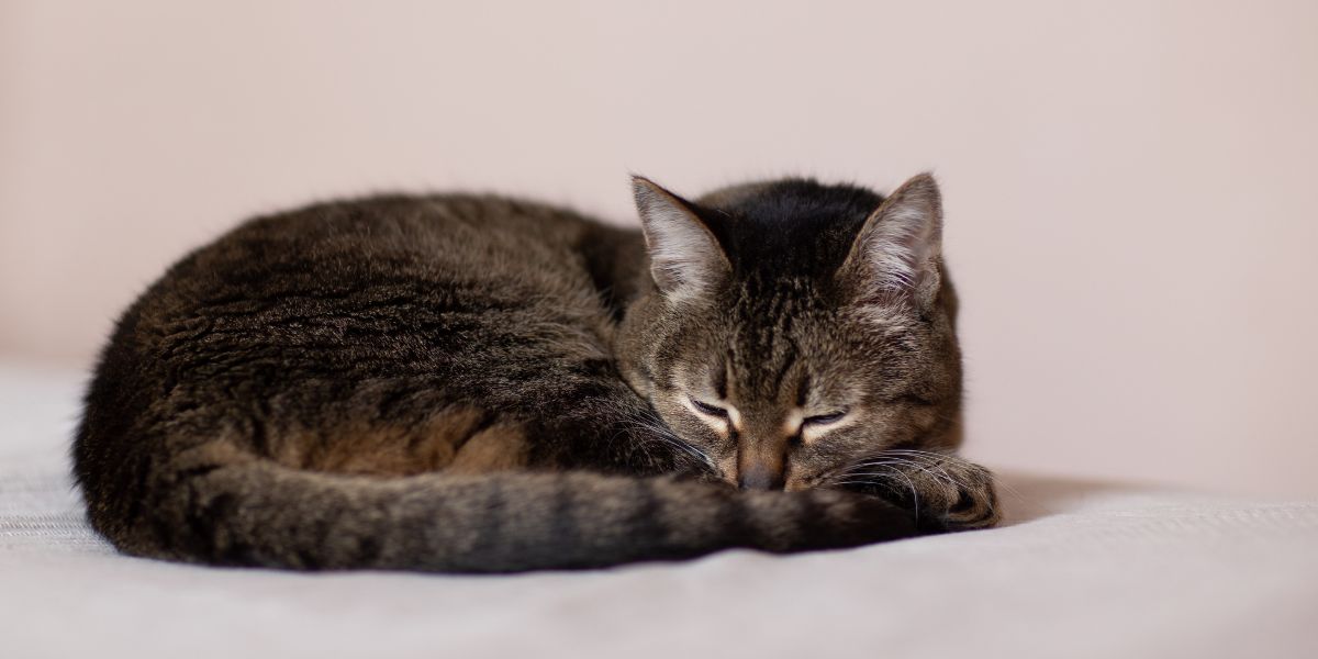 Desidratação em gatos