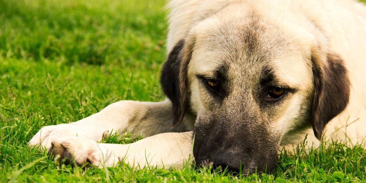 Osteoartrose em cães sintomas, causas e tratamento - sos peludos clinica veterinaria 24hs em são paulo