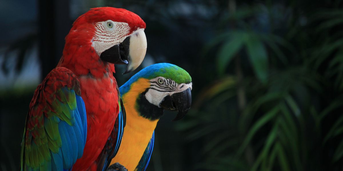 tipos de araras - sos peludos clinica veterinária 24hs em são paulo
