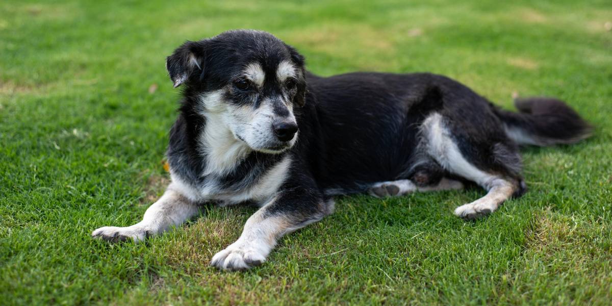 Alzheimer canino