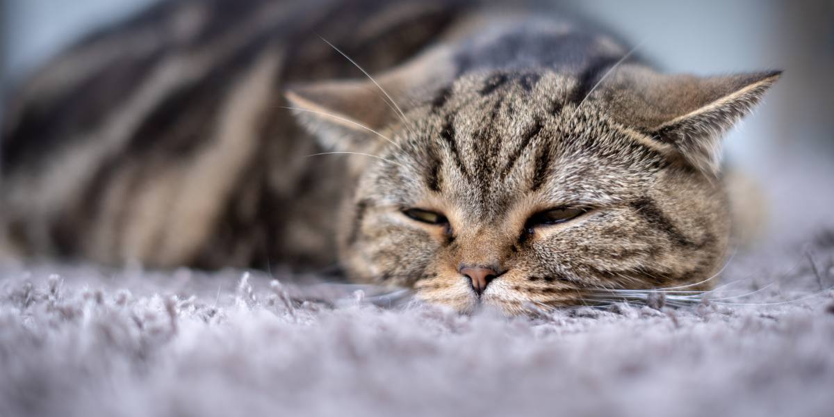 Sinais de dor em gatos