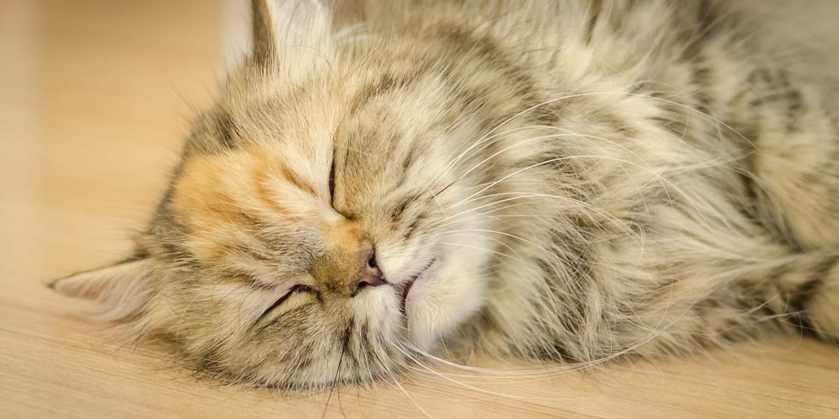Sinais de dor em gatos