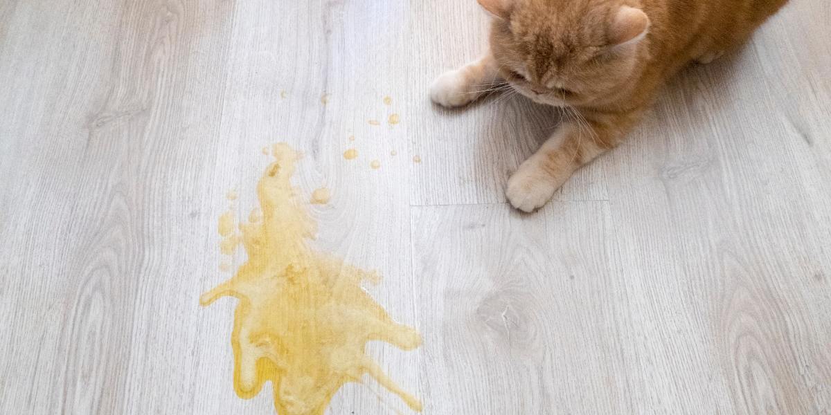 Cistite em gatos sintomas, causas e tratamento - sos peludos clinica veterinária 24hs em são paulo