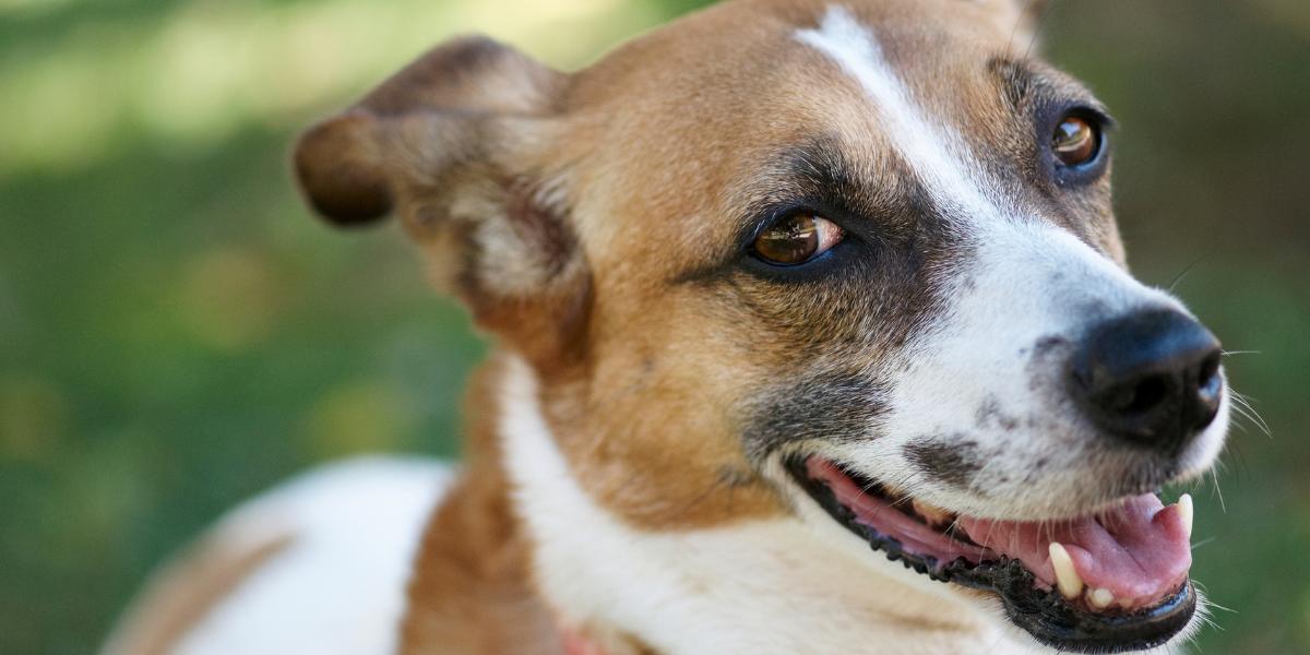 Dia do Vira-lata adoção, cuidados e saúde do SRD - sos peludos clinica veterinária 24hs em são paulo
