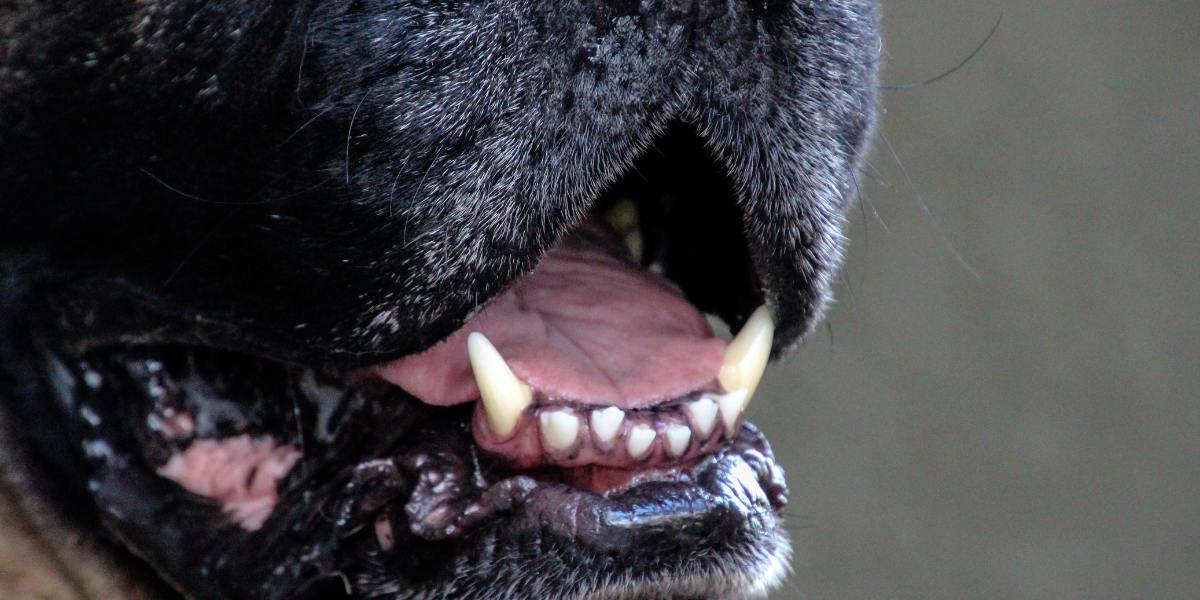 Mau hálito em cães causas, riscos e como tratar