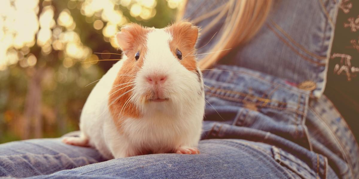 Porquinho-da-índia cuidados, alimentação e saúde