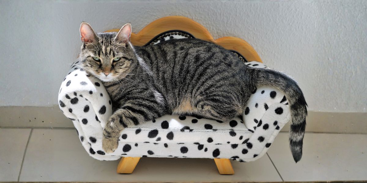 Dia Internacional do Gato