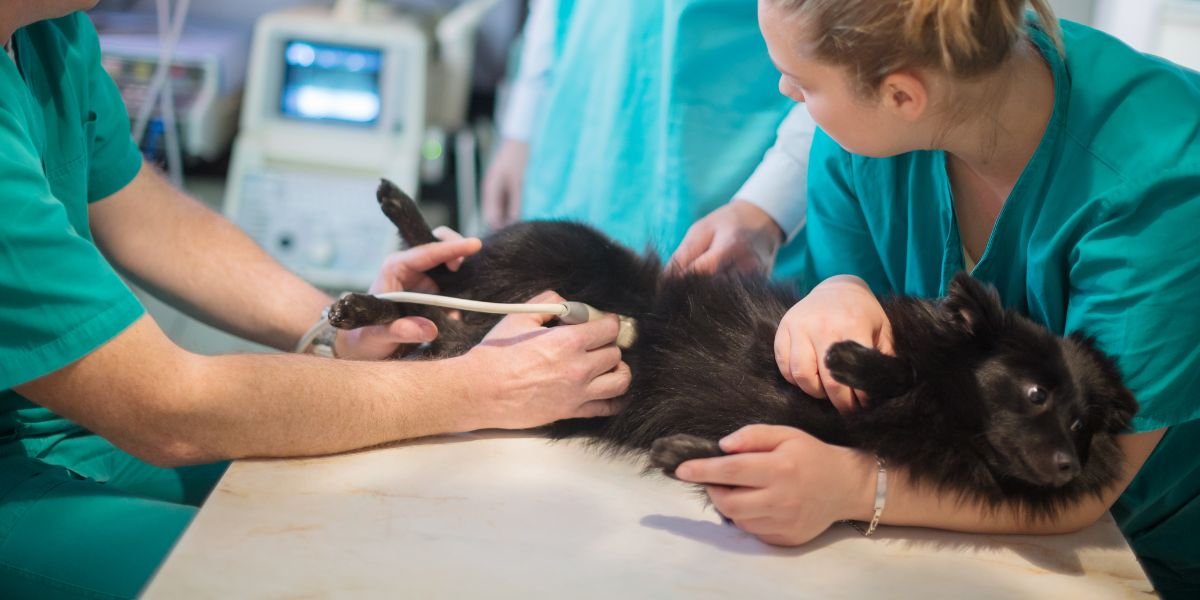 Ultrassom para cachorro: quando é indicado e como funciona