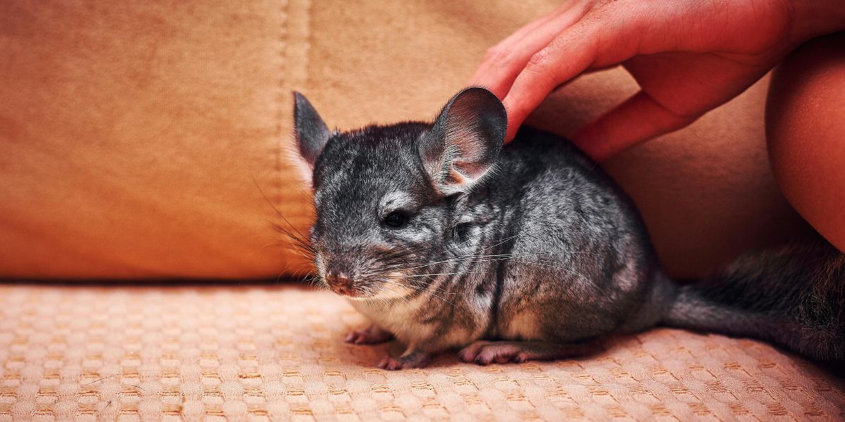tudo sobre a chinchila - sos peludos clinica veterinária 24hs em são paulo