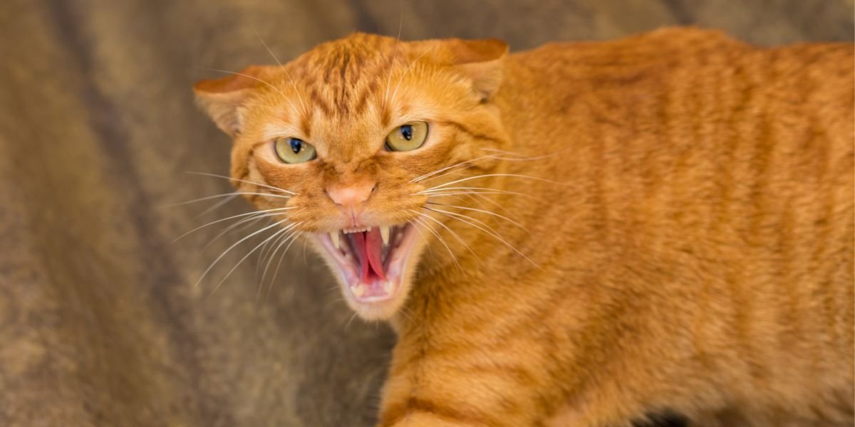 Gato estressado o que fazer - sos peludos clinica veterinária 24hs em são paulo