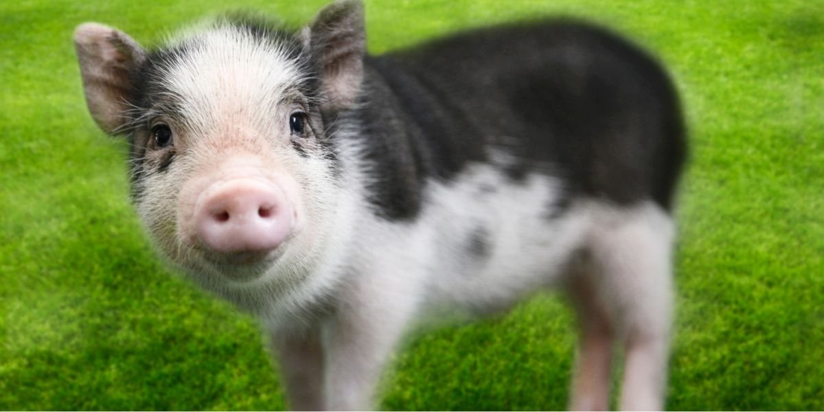 Mini porco: cuidados, alimentação e riscos de saúde