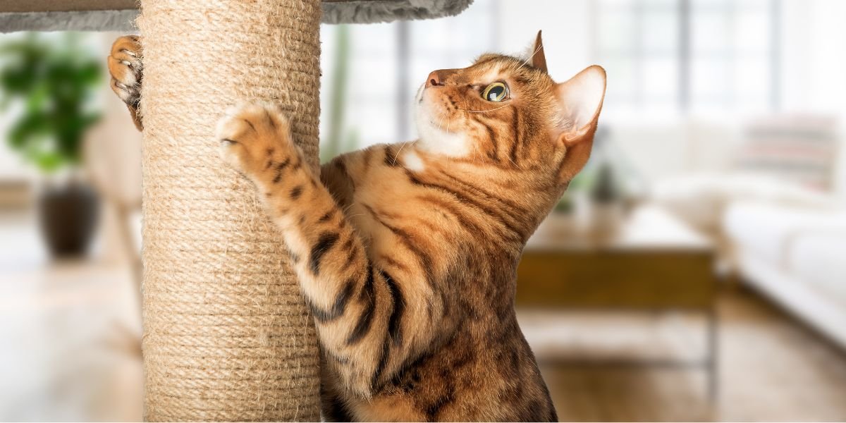 arranhadores para gatos - sos peludos clinica veterinária 24hs em são paulo