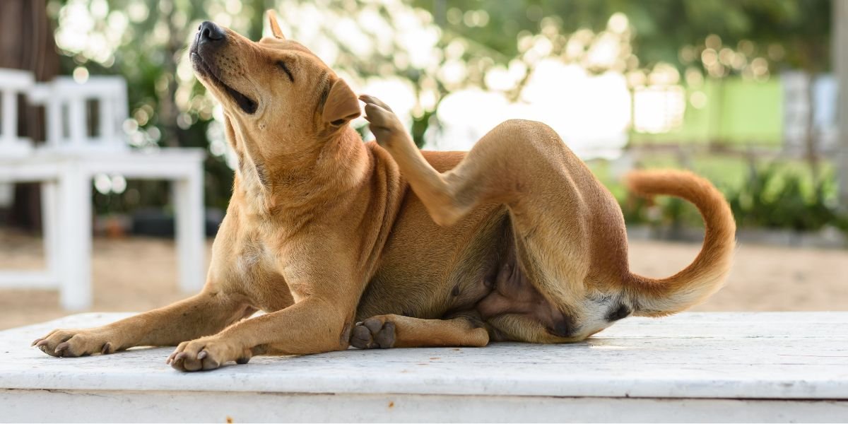 cachorro se coçando muito - sos peludos clinica veterinária 24hs em são paulo