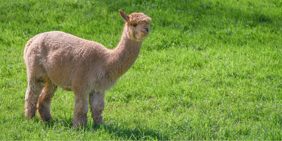 lhama de estimação - sos peludos clinica veterinária 24hs em são paulo